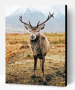 Highland Stag Animal Paint By Numbers