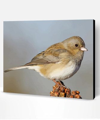 Junco Bird Animal Paint By Number