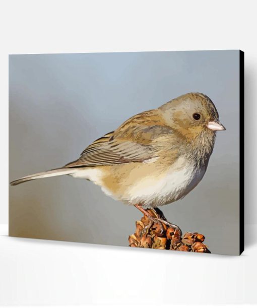 Junco Bird Animal Paint By Number