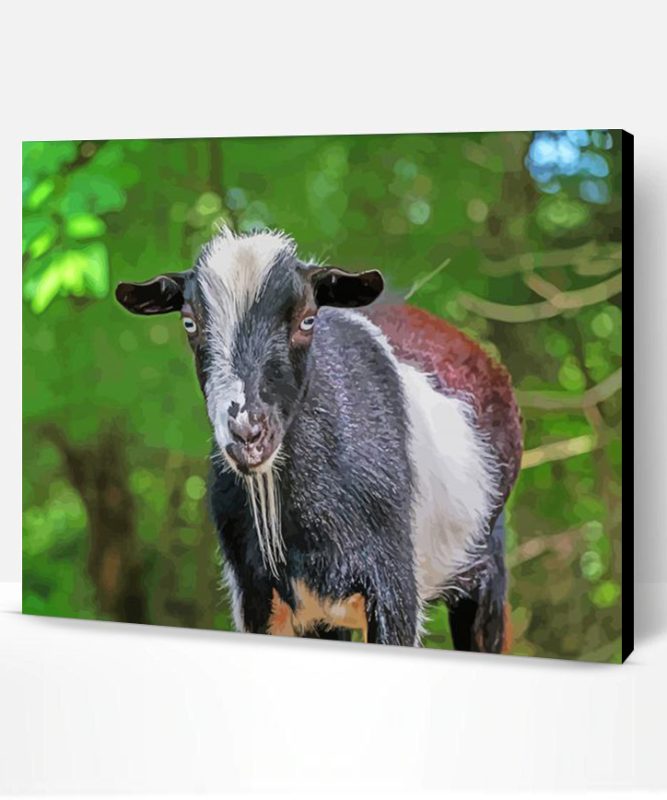 Nigerian Dwarf Goat Animal Paint By Number