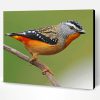Pardalote Bird Paint By Number