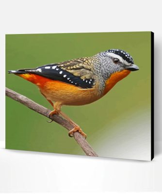 Pardalote Bird Paint By Number