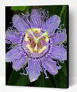 Passionflower Plant Paint By Number