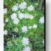 Queen Annes Lace Wildflower Paint By Number