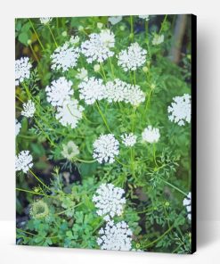 Queen Annes Lace Wildflower Paint By Number