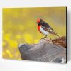 Red Capped Robin Bird Paint By Number