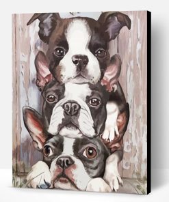 Three Boston Terriers Paint By Numbers