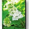 White Hydrangea Flowers Paint By Number