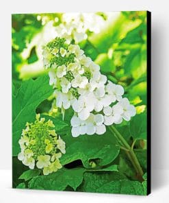 White Hydrangea Flowers Paint By Number