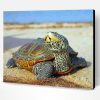 Aesthetic Terrapin Turtle Paint By Number