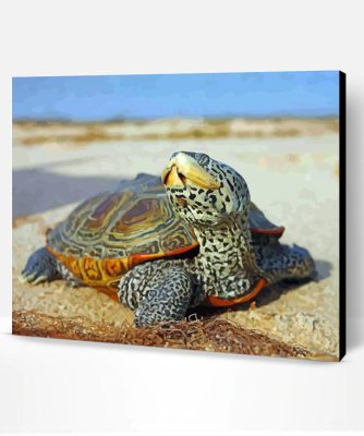 Aesthetic Terrapin Turtle Paint By Number