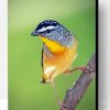 Aesthetic Pardalote Illustration Paint By Number