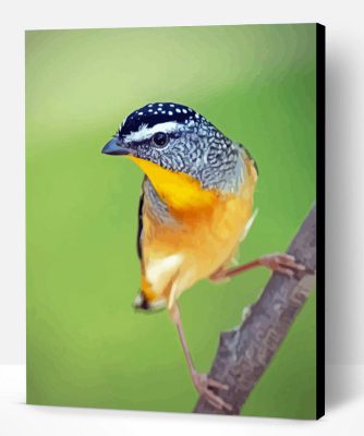 Aesthetic Pardalote Illustration Paint By Number