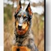 Beauceron Dog Paint By Number