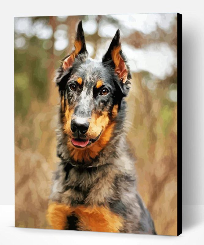 Beauceron Dog Paint By Number