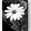 Beautiful Black And White Flowers Paint By Number