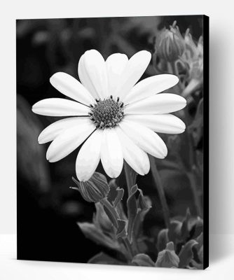 Beautiful Black And White Flowers Paint By Number