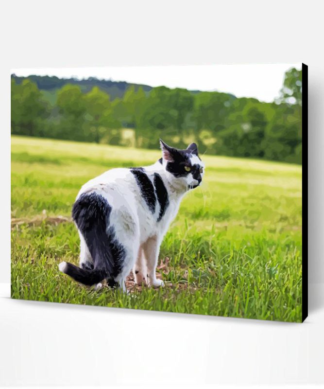 Black And White Cat In Field Paint By Number