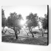 Black And White Olive Trees Paint By Number