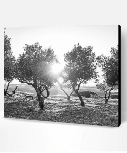 Black And White Olive Trees Paint By Number