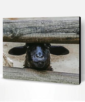 Black Head Sheep Paint By Number