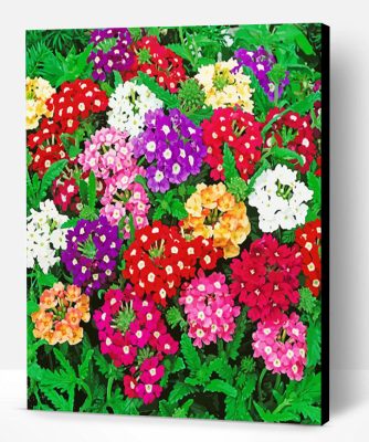 Colorful Flowers Verbena Paint By Numbers