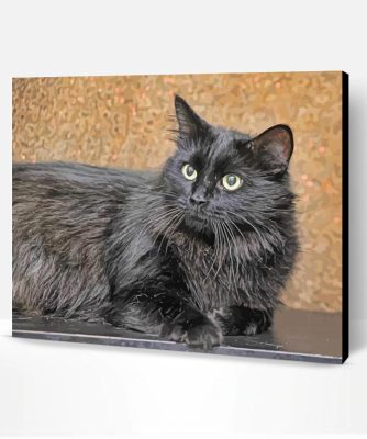 Fluffy Black Cat Pet Animal Paint By Number