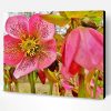 Pink Hellebore Flowers Paint By Number