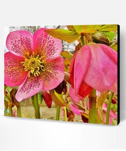 Pink Hellebore Flowers Paint By Number