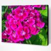 Pink Sweet William Flowers Paint By Number