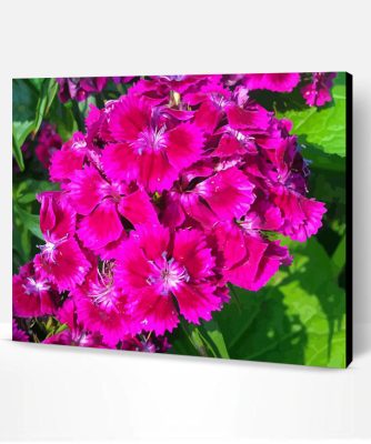 Pink Sweet William Flowers Paint By Number