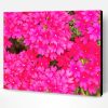 Pink Verbena Flowers Paint By Numbers