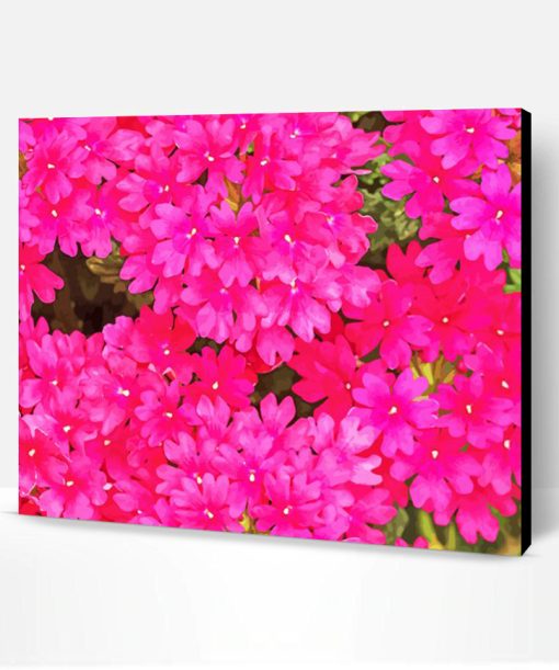 Pink Verbena Flowers Paint By Numbers