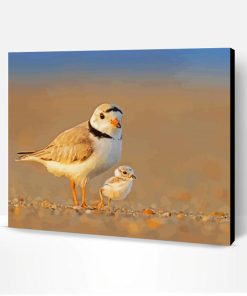Piping Plover Birds Paint By Number