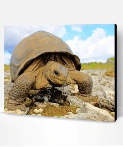 Aldabra Giant Tortoise Paint By Number