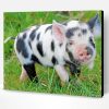 Black And White Baby Pig Paint By Number