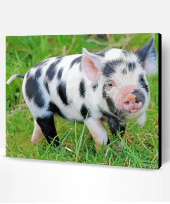 Black And White Baby Pig Paint By Number