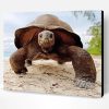 Close Up Seychelles Giant Tortoise Paint By Number
