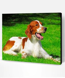 Irish Red White Setter Paint By Number