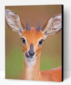 Cute Steenbok Paint By Number