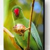 Rose Ringed Parakeet Bird Paint By Number