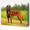 Aesthetic Belgian Malinois Paint By Number