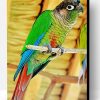 Green Cheek Conure Paint By Number