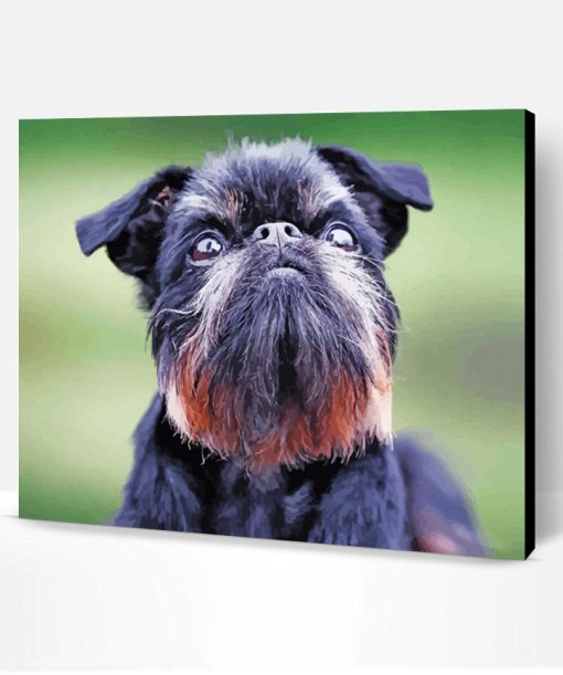 Black Brussels Griffon Paint By Number