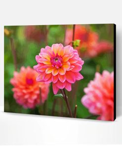 Dahlia Coral Flowers Paint By Number