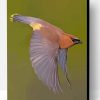 Flying Cedar Waxwing Paint By Number