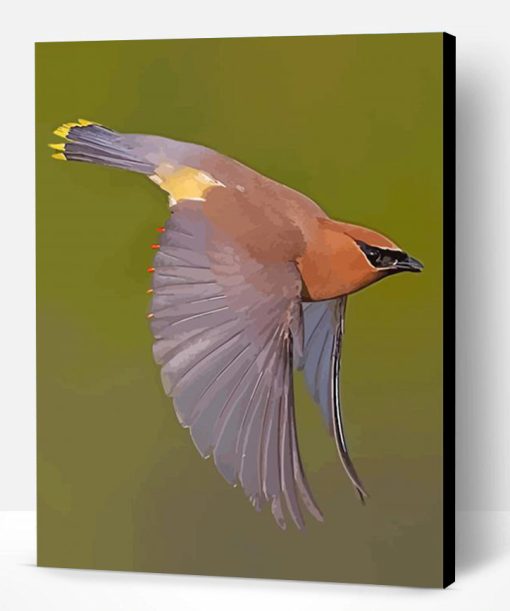 Flying Cedar Waxwing Paint By Number