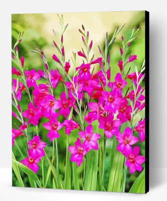 Fuchsia Gladioli Plants Paint By Number