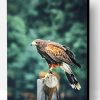 Red Kite Bird Animal Paint By Number