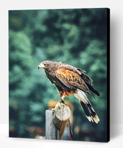 Red Kite Bird Animal Paint By Number